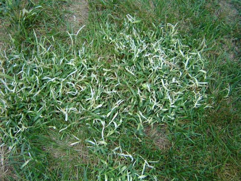 Post Emergent Crabgrass at Alan Mattern blog